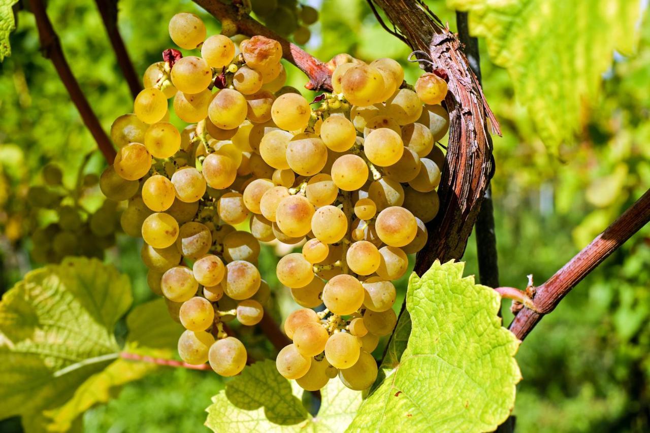 Fewo Zur Goldenen Traube Ruedesheim am Rhein Ngoại thất bức ảnh